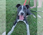 Small #1 American Pit Bull Terrier Mix