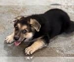 Small #2 German Shepherd Dog