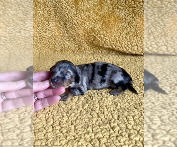 Medium Photo #4 Dachshund Puppy For Sale in NILES, MI, USA