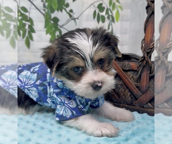 Medium Photo #27 Shorkie Tzu Puppy For Sale in SELLERSBURG, IN, USA
