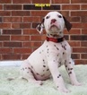 Small Photo #10 Dalmatian Puppy For Sale in ELKMONT, AL, USA