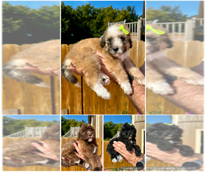 Golden Mountain Doodle  Puppy for sale in HOLT, MO, USA