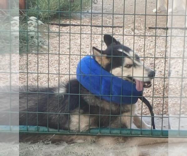 Medium Photo #1 Siberian Husky-Unknown Mix Puppy For Sale in Incline Village, NV, USA