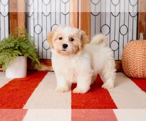Zuchon Puppy for sale in NAPLES, FL, USA