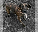 Small #1 Mutt