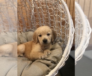 Golden Retriever Puppy for sale in STOKESDALE, NC, USA