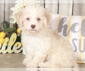 Havanese-Poodle (Toy) Mix Puppy for sale in MOUNT VERNON, OH, USA