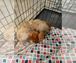 Bichon Frise-Cavachon Mix Puppy for sale in WASHINGTON, DC, USA