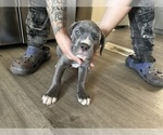 Puppy orange Cane Corso