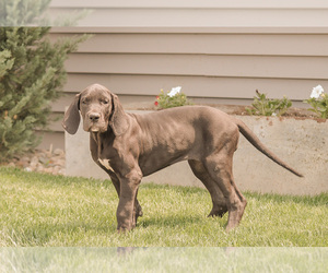 Great Dane Puppy for sale in SYRACUSE, IN, USA