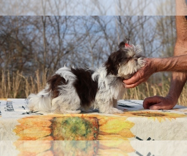 Medium Photo #12 Shih Tzu Puppy For Sale in DYERSBURG, TN, USA