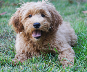 Goldendoodle (Miniature) Puppy for sale in EASLEY, SC, USA