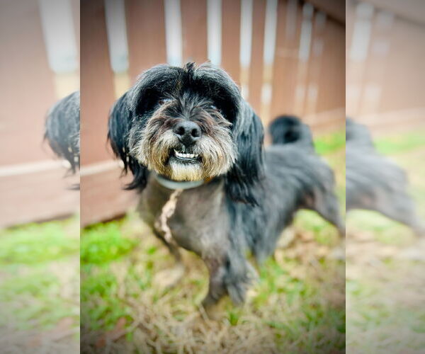 Medium Photo #1 Mutt Puppy For Sale in Pacolet, SC, USA