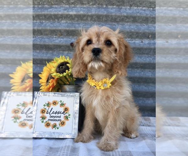 Full screen Photo #1 Cavapoo Puppy For Sale in MABEL, MN, USA