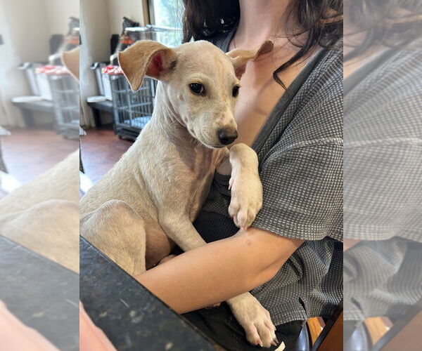 Medium Photo #7 Italian Greyhound-Labrador Retriever Mix Puppy For Sale in San Diego , CA, USA