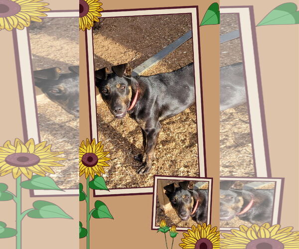 Medium Photo #4 Mutt Puppy For Sale in Granbury, TX, USA