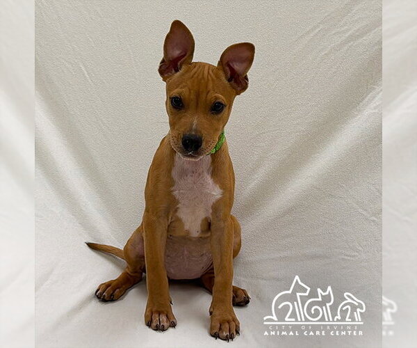 Medium Photo #1 Mutt Puppy For Sale in Irvine, CA, USA