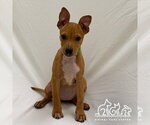 MIKA - Female Mutt Dog for Adoption - Small photo