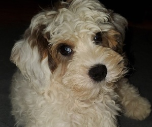 Bernedoodle (Miniature) Puppy for Sale in LEETONIA, Ohio USA
