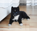 Small Photo #5 Pomsky Puppy For Sale in KANSAS CITY, MO, USA