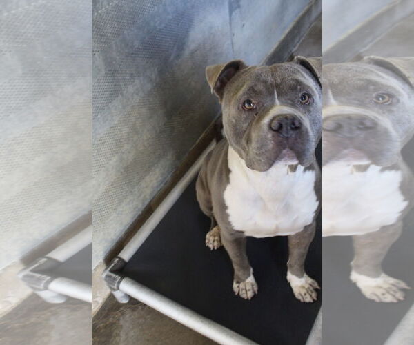 Medium Photo #1 Mutt Puppy For Sale in El Centro, CA, USA