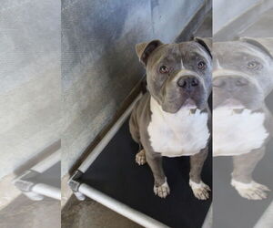 Mutt Dogs for adoption in El Centro, CA, USA