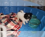 Small Photo #5 Shiranian Puppy For Sale in DINWIDDIE, VA, USA