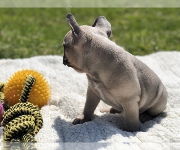 Medium Photo #11 French Bulldog Puppy For Sale in WEST ORANGE, NJ, USA