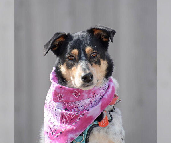 Medium Photo #10 Mutt Puppy For Sale in Gretna, NE, USA