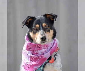 Squirrel - Female Mutt Dog for Adoption - Photo #10