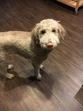 Medium Photo #1 Poodle (Standard) Puppy For Sale in DALLAS, TX, USA