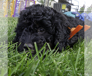 Bernedoodle (Miniature) Puppy for sale in ROY, UT, USA