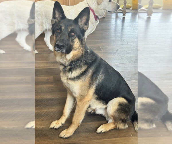 Medium Photo #1 German Shepherd Dog-Unknown Mix Puppy For Sale in Brewster, NY, USA