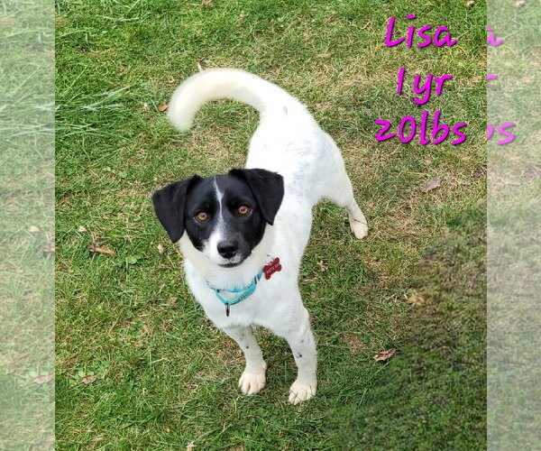 Medium Photo #18 Mutt Puppy For Sale in FAIRLAWN, OH, USA