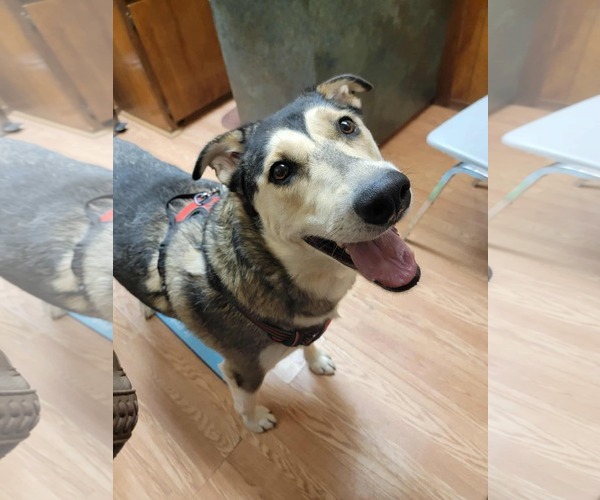 Medium Photo #3 Siberian Husky-Unknown Mix Puppy For Sale in Cedar Crest, NM, USA