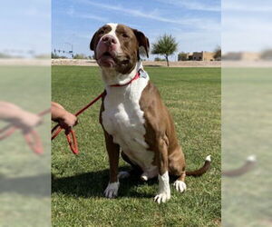 Bull-Boxer Dogs for adoption in Chandler, AZ, USA