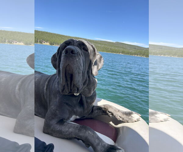 Medium Photo #2 Neapolitan Mastiff Puppy For Sale in Ellisville, MO, USA