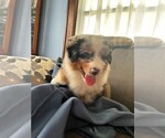Small Photo #10 Australian Shepherd Puppy For Sale in LEBANON, IN, USA