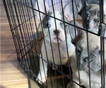 Puppy 2 French Bulldog