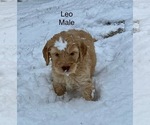 Puppy Leo 1 Goldendoodle