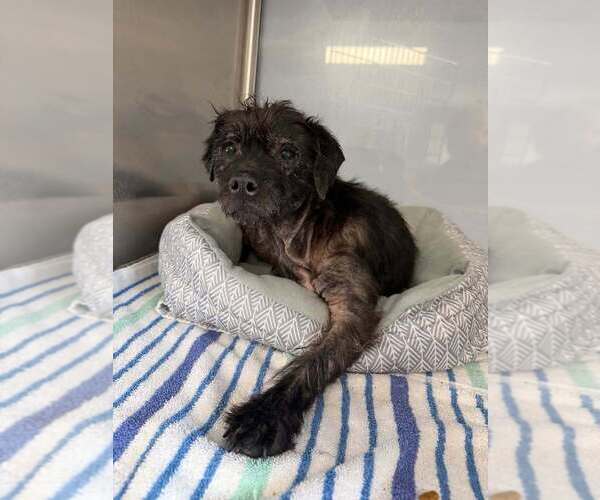 Medium Photo #1 Mutt Puppy For Sale in New York, NY, USA