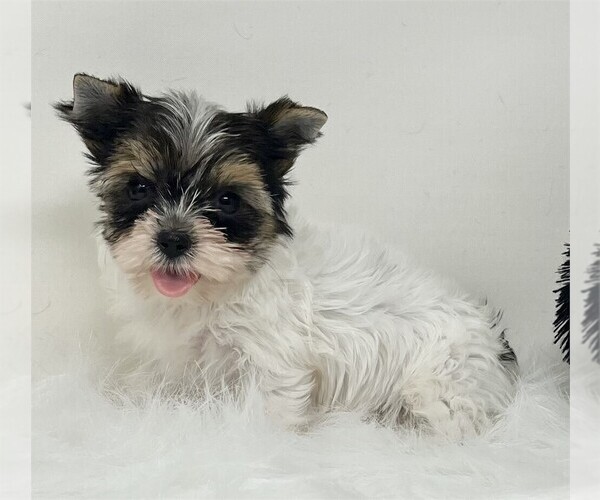 Medium Photo #26 Biewer Terrier Puppy For Sale in WEST PALM BEACH, FL, USA