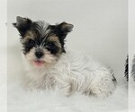 Small #25 Biewer Terrier