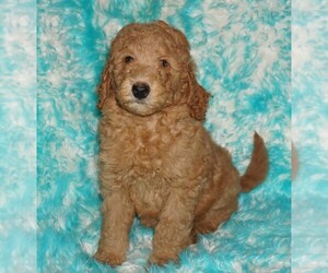 Labradoodle Puppy for sale in LA HABRA, CA, USA