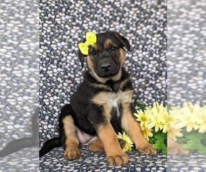 German Shepherd Dog Puppy for sale in GLEN ROCK, PA, USA