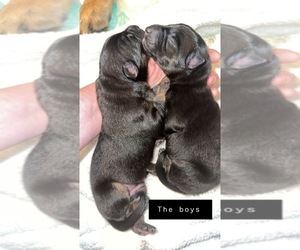 German Shepherd Dog Puppy for sale in FORT HOOD, TX, USA
