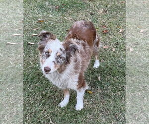Australian Shepherd Dogs for adoption in Valrico, FL, USA