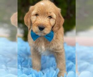 Goldendoodle Puppy for sale in KISSIMMEE, FL, USA