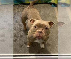 Bulldog-Unknown Mix Dogs for adoption in Berkeley , CA, USA