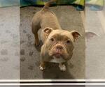 Small Bulldog Mix